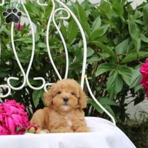 Reef, Miniature Poodle Puppy
